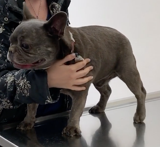 SOS Vétérinaire Genève, Urgences Vétérinaire Genève,Vétérinaire Genève, Vétérinaire de Garde Genève, Veterinaire de Garde Geneve, vétérinaire Versoix,  vétérinaire Rolle, vétérinaire Commugny, Vétérinaire urgence Nyon, vétérinaire crans près Céligny, vétérinaire Mies, Vétérinaire Nyon, vétérinaire Gland, vétérinaire Coppet, Vétérinaire de Garde Genève , Veterinaire de Garde Geneve, Vétérinaire de Garde Nyon, Vétérinaire de Garde Vaud, Vétérinaire de Garde Gland, Vétérinaire de Garde Morges, Animal Hospital Geneva, Geneva Animal Hospital, Difficulté à Uriner, Vétérinaire de Garde Lausanne ,apathie ou faiblesse chiens et chats