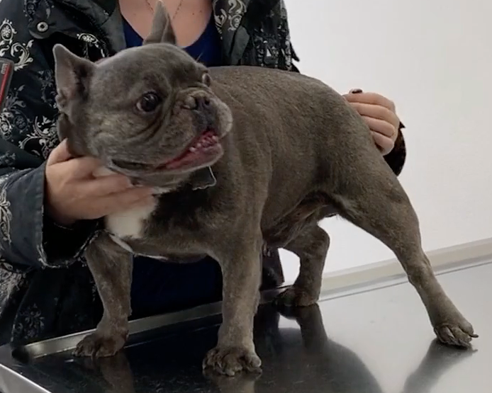 SOS Vétérinaire Genève, Urgences Vétérinaire Genève,Vétérinaire Genève, Vétérinaire de Garde Genève, Veterinaire de Garde Geneve, vétérinaire Versoix,  vétérinaire Rolle, vétérinaire Commugny, Vétérinaire urgence Nyon, vétérinaire crans près Céligny, vétérinaire Mies, Vétérinaire Nyon, vétérinaire Gland, vétérinaire Coppet, Vétérinaire de Garde Genève , Veterinaire de Garde Geneve, Vétérinaire de Garde Nyon, Vétérinaire de Garde Vaud, Vétérinaire de Garde Gland, Vétérinaire de Garde Morges, Animal Hospital Geneva, Geneva Animal Hospital, Difficulté à Uriner, Vétérinaire de Garde Lausanne ,apathie ou faiblesse chiens et chats