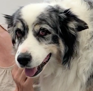 SOS Vétérinaire Genève, Urgences Vétérinaire Genève,Vétérinaire Genève, Vétérinaire de Garde Genève, Veterinaire de Garde Geneve, vétérinaire Versoix,  vétérinaire Rolle, vétérinaire Commugny, Vétérinaire urgence Nyon, vétérinaire crans près Céligny, vétérinaire Mies, Vétérinaire Nyon, vétérinaire Gland, vétérinaire Coppet, Vétérinaire de Garde Genève , Veterinaire de Garde Geneve, Vétérinaire de Garde Nyon, Vétérinaire de Garde Vaud, Vétérinaire de Garde Gland, Vétérinaire de Garde Morges, Animal Hospital Geneva, Geneva Animal Hospital, Difficulté à Uriner, Vétérinaire de Garde Lausanne ,apathie ou faiblesse chiens et chats