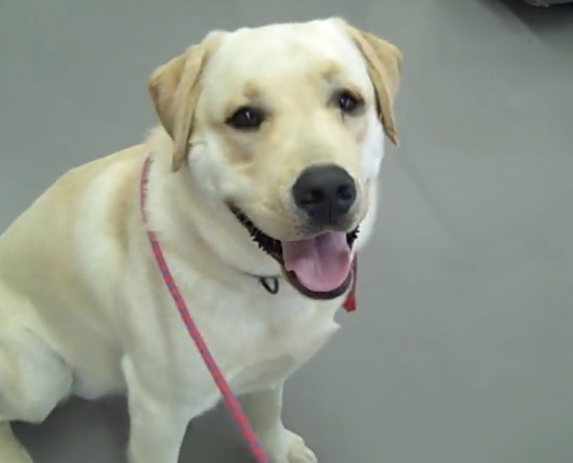 Animal Hospital Geneva, Geneva Animal Hospital, veterinarian Geneva, Geneva Veterinarian