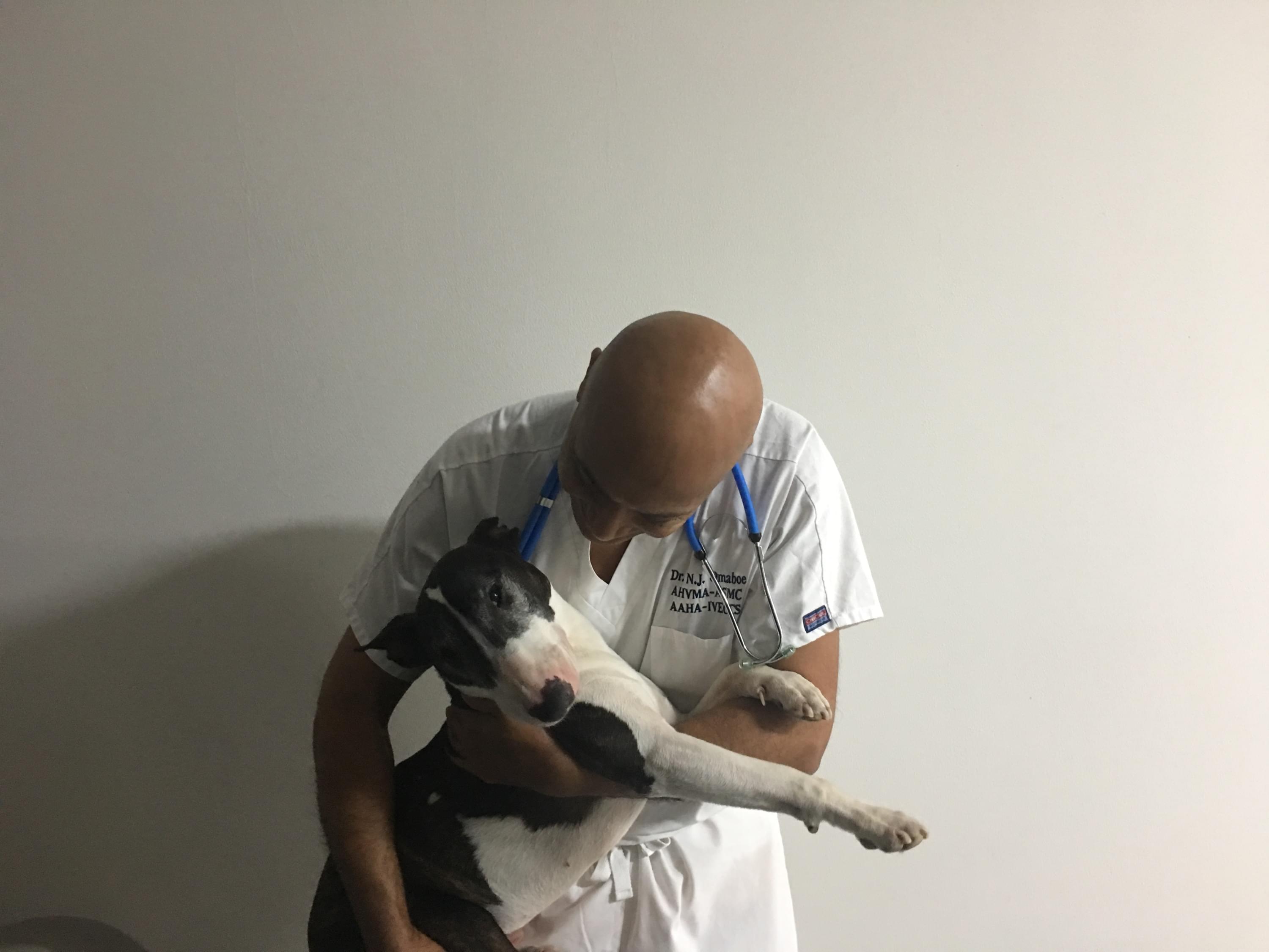  Cabinet Vétérinaire International,Geneva Veterinarian, veterinarian Geneva, stressed dog