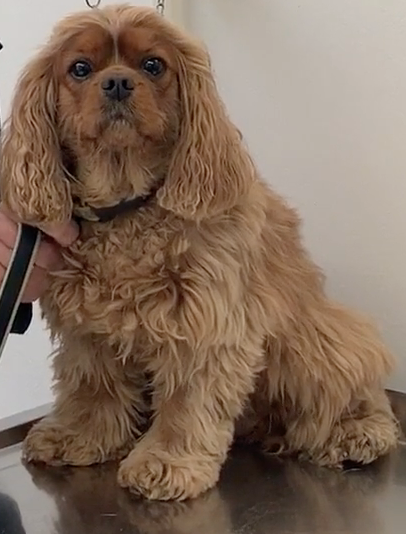 SOS Vétérinaire Genève, Urgences Vétérinaire Genève,Vétérinaire Genève, Vétérinaire de Garde Genève, Veterinaire de Garde Geneve, vétérinaire Versoix,  vétérinaire Rolle, vétérinaire Commugny, Vétérinaire urgence Nyon, vétérinaire crans près Céligny, vétérinaire Mies, Vétérinaire Nyon, vétérinaire Gland, vétérinaire Coppet, Vétérinaire de Garde Genève , Veterinaire de Garde Geneve, Vétérinaire de Garde Nyon, Vétérinaire de Garde Vaud, Vétérinaire de Garde Gland, Vétérinaire de Garde Morges, Animal Hospital Geneva, Geneva Animal Hospital, Difficulté à Uriner, Vétérinaire de Garde Lausanne ,apathie ou faiblesse chiens et chats